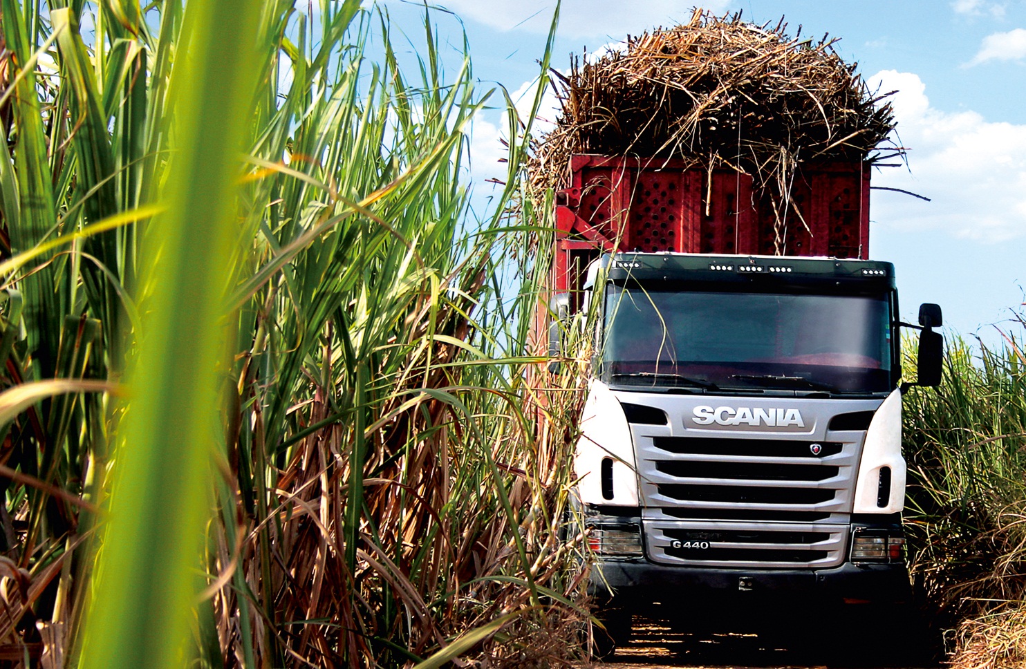 Caminhão carregando cana-de-açúcar no campo